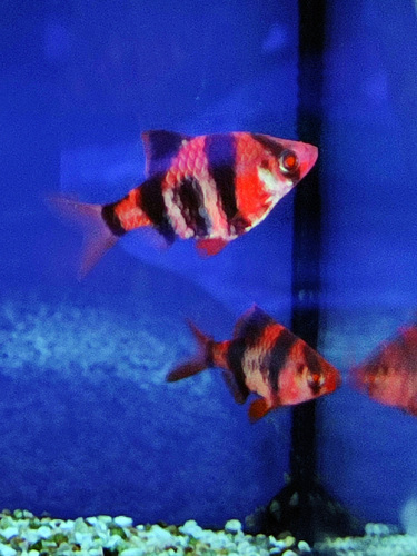 Ikan Sumatra