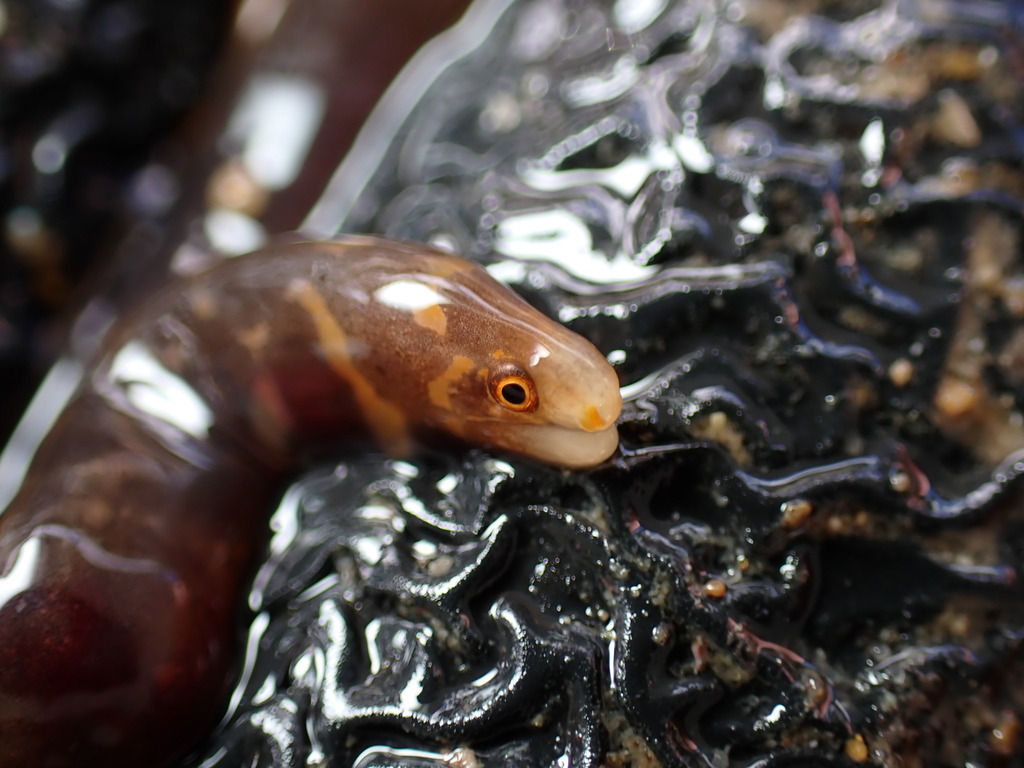 Photo of Striped Moray Eel (Echidna polyzona)