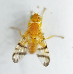 Rhagoletis basiola