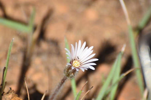 Image of Gerbera natalensis by (c) eustreptospondylus, some rights reserved (CC BY)