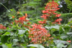 Pagoda Flower (Clerodendrum paniculatum)
