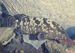 Epinephelus polyphekadion