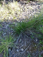Festuca californica