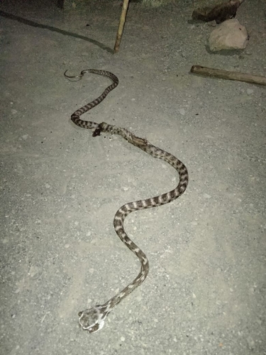 Desert Cat Snake