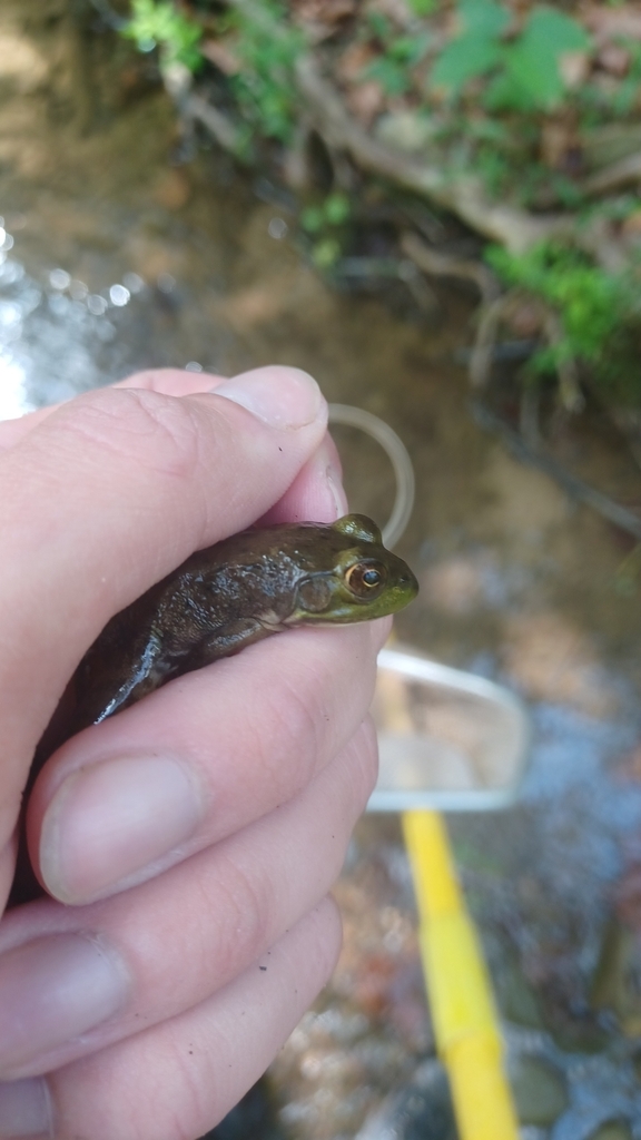 American Bullfrog from Clayhole, KY 41317, USA on September 13, 2023 at ...