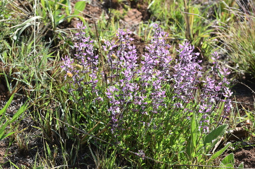 Image of Syncolostemon thorncroftii by (c) eustreptospondylus, some rights reserved (CC BY)