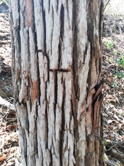 Dalbergia granadillo