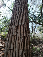 Dalbergia granadillo