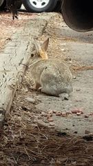 Sylvilagus nuttallii