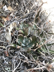 Dudleya abramsii abramsii