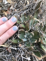 Dudleya abramsii abramsii