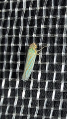 Ferrariana trivittata
