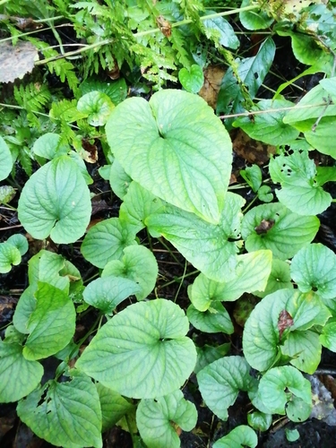 bog violet