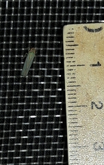 Ferrariana trivittata