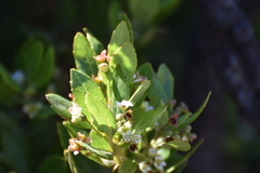 False buttonweed (Gerrardina)