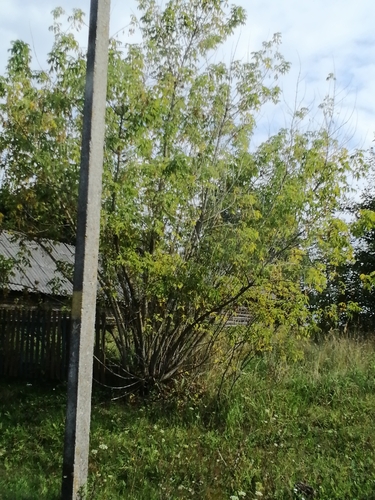 box elder