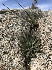 Dudleya abramsii