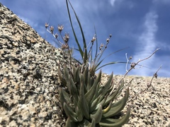 Dudleya abramsii