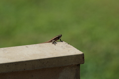 Sceloporus teapensis