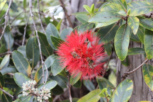 ʻŌhiʻa Lehua
