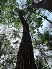 Dalbergia granadillo