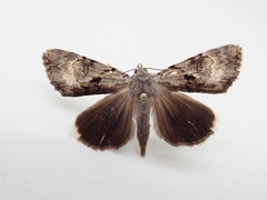 Catocala andromedae