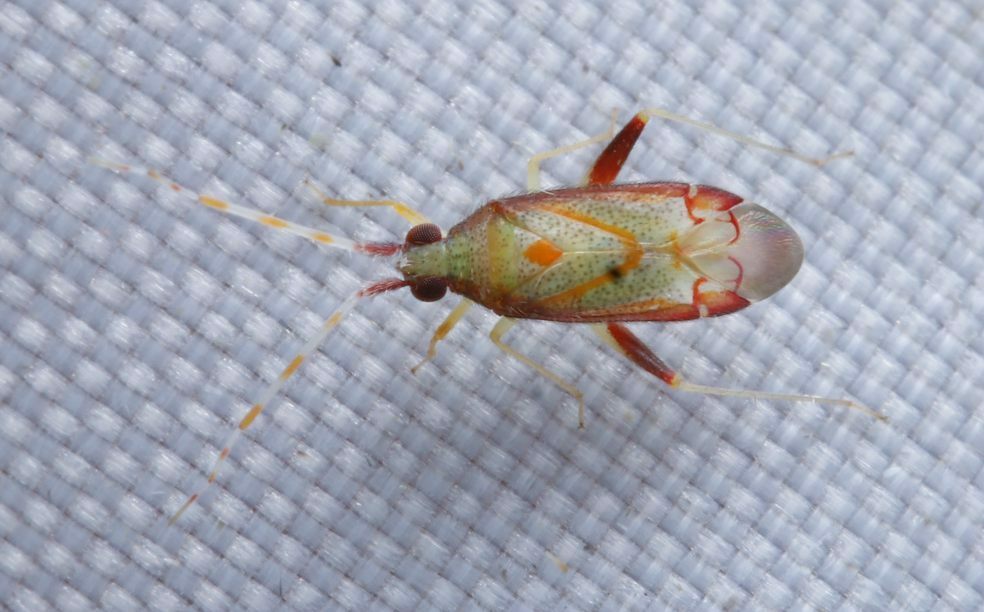 Pseudoloxops