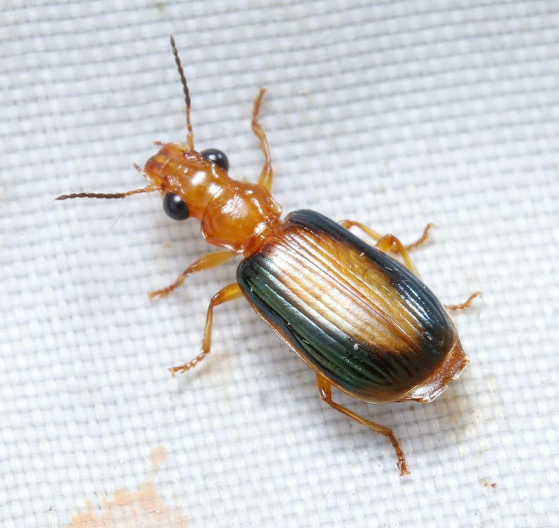 Parena latecincta