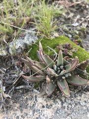 Dudleya abramsii