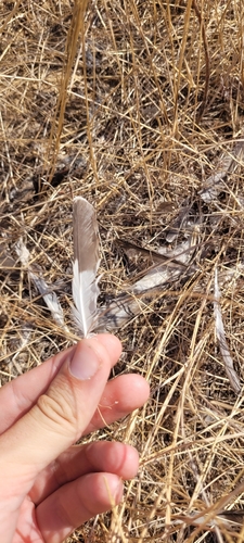 Plume de Pie-grièche à poitrine rose