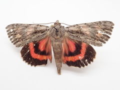 Catocala coccinata
