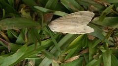 Creatonotos transiens vacillans