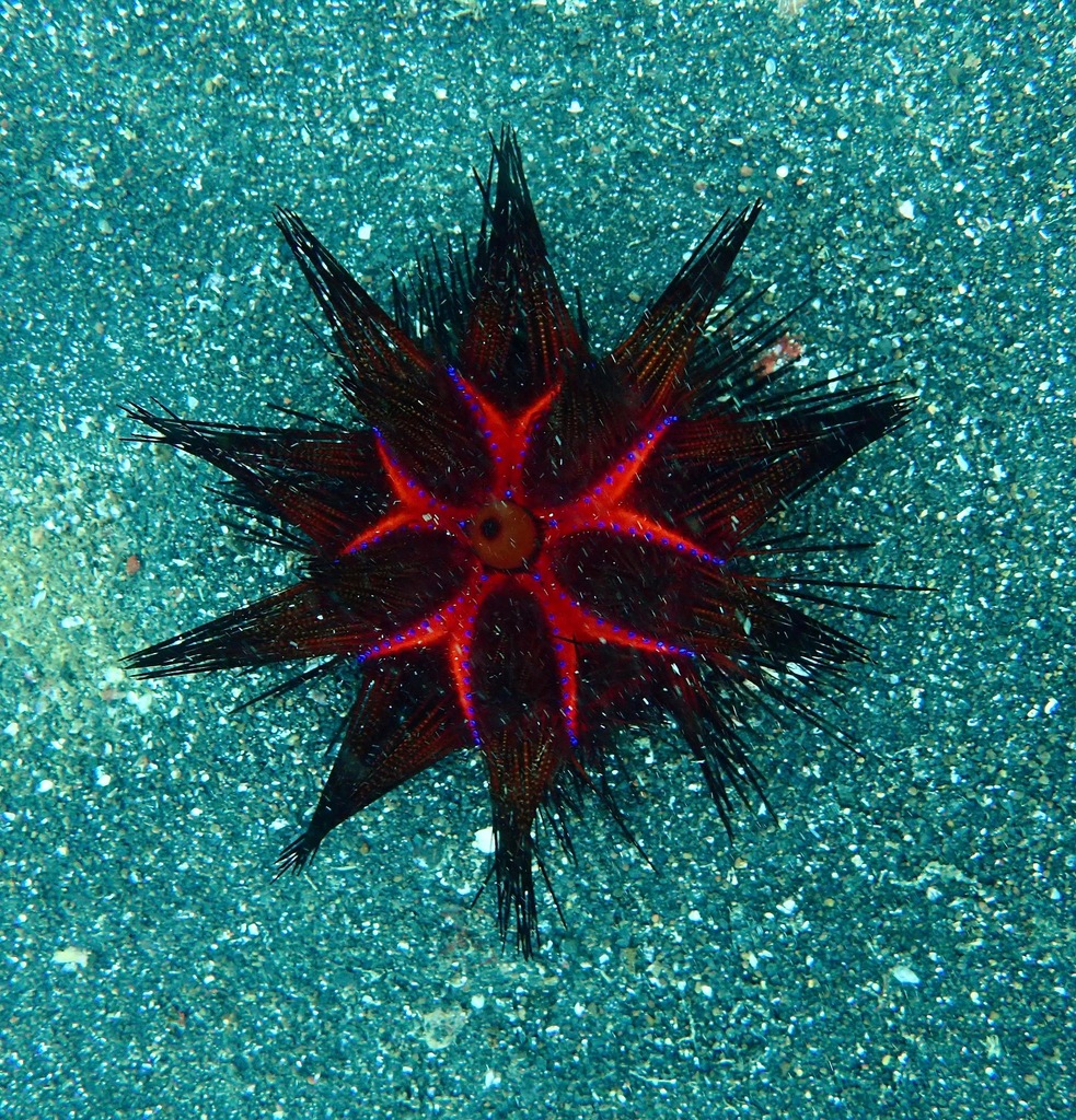 Blue-spotted Urchin