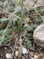 Oenothera primiveris primiveris