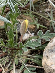Oenothera primiveris primiveris