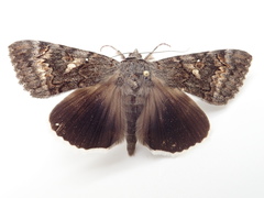 Catocala epione