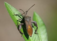 Anoplocnemis phasianus