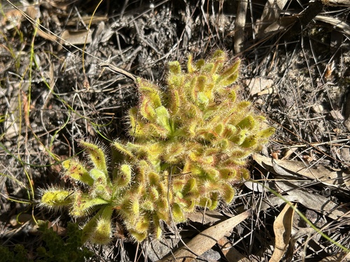 Drosera hilaris