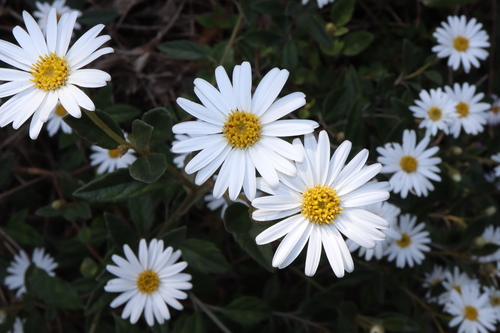 Image of Olearia tomentosa by (c) Thomas Mesaglio, some rights reserved (CC BY)