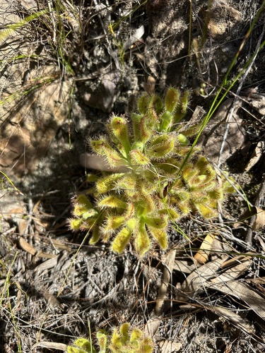 Drosera hilaris