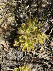 Drosera hilaris