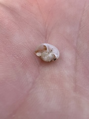 Sonorella sabinoensis
