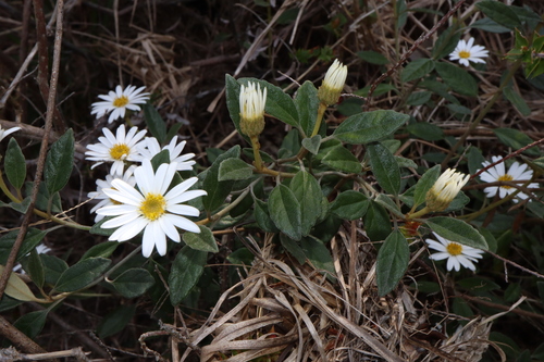 Image of Olearia tomentosa by (c) Thomas Mesaglio, some rights reserved (CC BY)