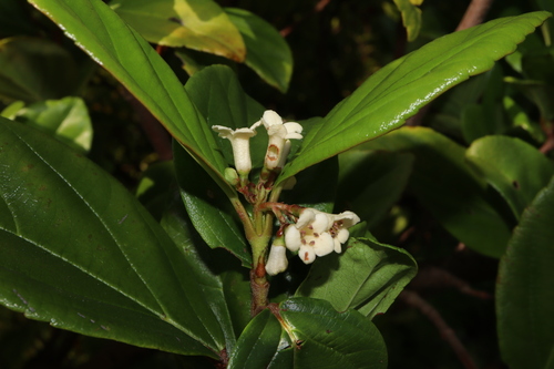 Image of Viburnum suspensum by (c) Thomas Mesaglio, some rights reserved (CC BY)