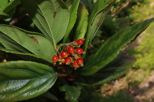 Sandankwa Viburnum (Viburnum suspensum)