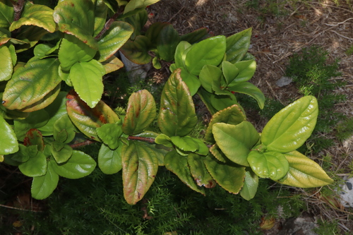 Image of Viburnum suspensum by (c) Thomas Mesaglio, some rights reserved (CC BY)