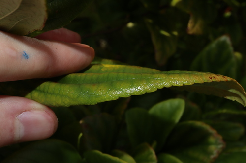 Image of Viburnum suspensum by (c) Thomas Mesaglio, some rights reserved (CC BY)