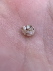 Sonorella sabinoensis