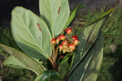 Image of Viburnum suspensum by (c) Thomas Mesaglio, some rights reserved (CC BY)