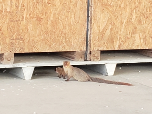 Small Indian Mongoose